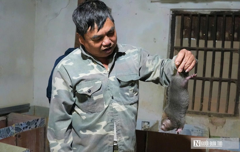 Ông Tống Văn Chiến, SN 1965, trú tại xã Tam Quang, là một trong những hộ triển khai nuôi dúi đầu tiên trong xã. Ông Chiến cho biết, cách đây 2 năm, trong một lần đi thăm người quen ở Thanh Hóa, ông được giới thiệu về mô hình nuôi dúi thương phẩm. Sau khi được tham quan chuồng trại, thức ăn, cách chăm sóc,... thì người đàn ông này nhận thấy mô hình này phù hợp với địa hình và điều kiện của gia đình mình.