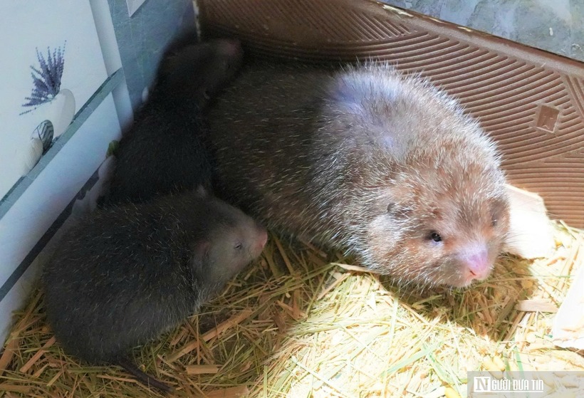 Nếu dúi phát triển tốt thì nuôi khoảng 7-8 tháng là dúi có thể sinh sản. Mỗi năm đàn dúi sinh sản khoảng 3-4 lứa, mỗi con dúi mẹ sinh mỗi lứa từ 3-4 con. Con từ 1-2 tháng tuổi là có thể đem bán làm con giống.