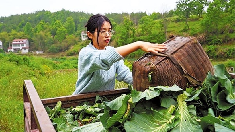 Tôn Song Song đang chuẩn bị rau cho lợn ăn tại trang trại của mình ở huyện Anh Sơn, tỉnh Hồ Bắc. Ảnh: China Daily