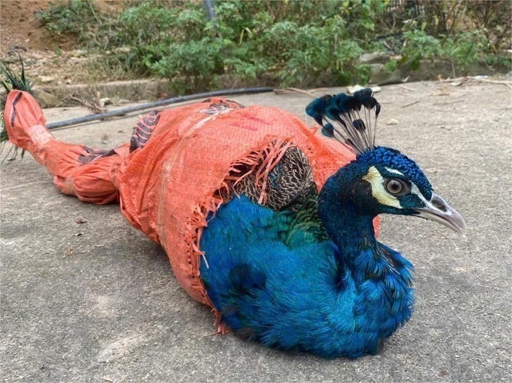 Cá thể Công Ấn Độ mà người dân giao nộp cho lực lượng kiểm lâm. Ảnh: Tuổi trẻ