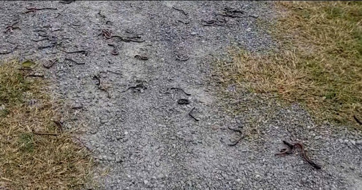 Giun đất bất ngờ nổi lên hàng loạt, rồi chết khô giữa lối đi tại Vịnh Sơn, xã Phú Trạch. (Ảnh: Tuổi trẻ)