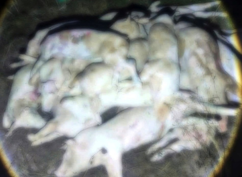 Lợn nằm la liệt tại cơ sở giết mổ thôn Tân Sinh Đông. Ảnh: Báo Văn hoá/ Công an xã Cam Lâm