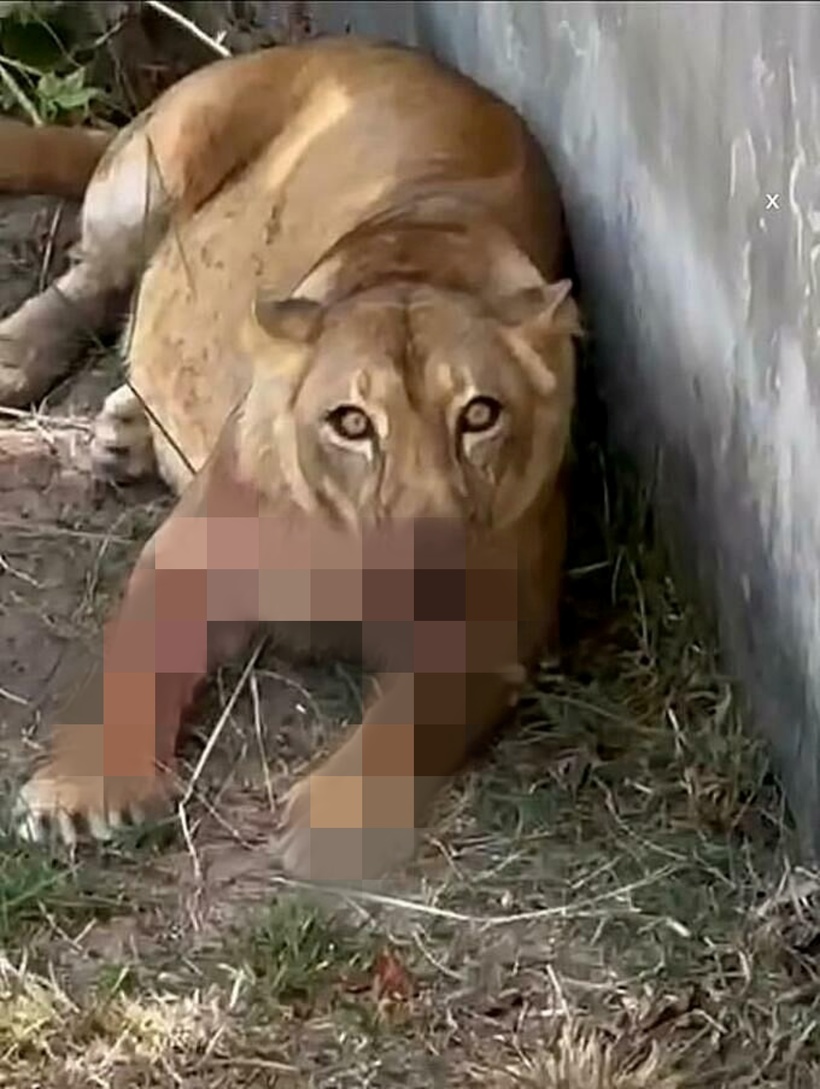 Con sư tử tấn công Machado.