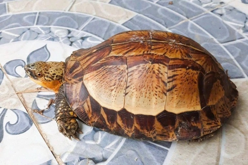 Cá thể rùa hộp trán vàng. Ảnh: Công lý