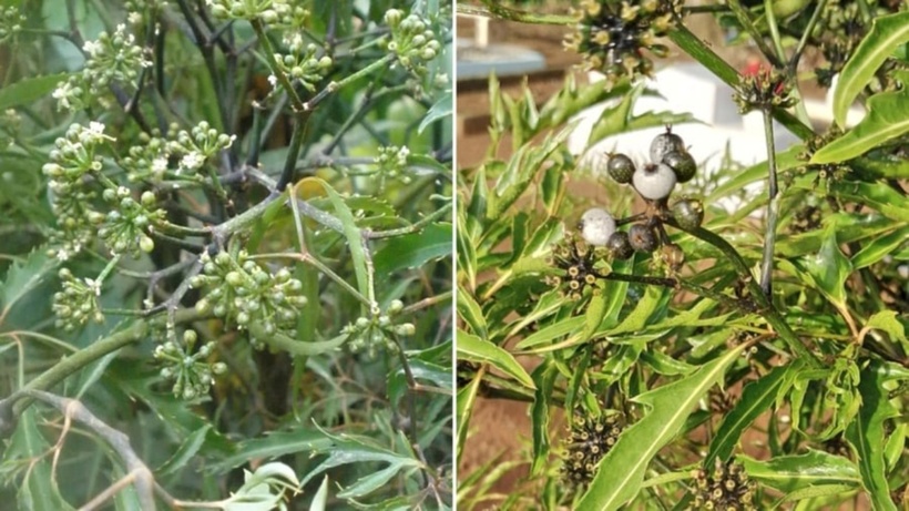 Thực tế, cây đinh lăng có thể ra hoa và quả, nhưng quả của nó không phổ biến nên ít được biết đến. Ảnh minh họa.