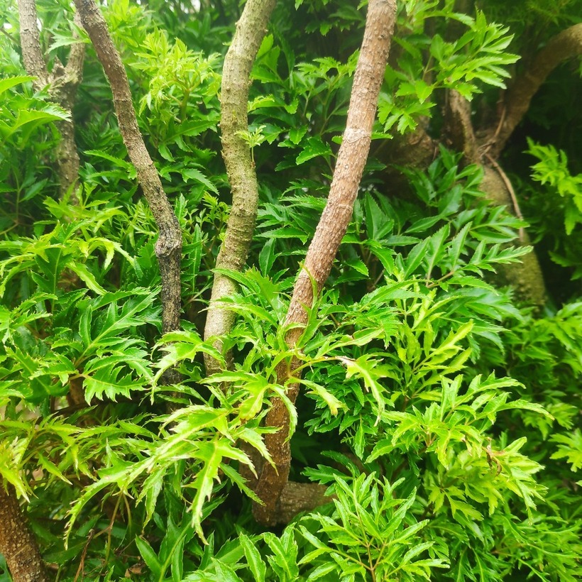 Cây đinh lăng có kích thước nhỏ, cao khoảng 1-2 mét, tán lá phát triển rậm rạp. Ảnh minh họa.