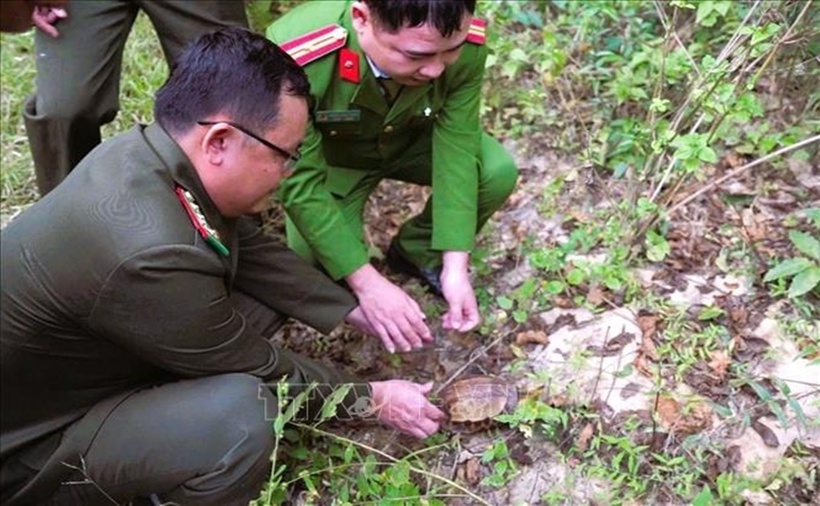Thả cá thể Rùa hộp trán vàng miền Bắc quý hiếm về môi trường tự nhiên trong Khu bảo tồn thiên nhiên Pù Huống. (Ảnh: TTXVN)