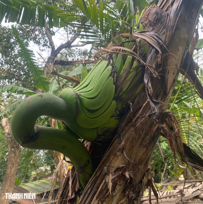 Buồng chuối mọc ngang hông cây. Ảnh: Thanh niên