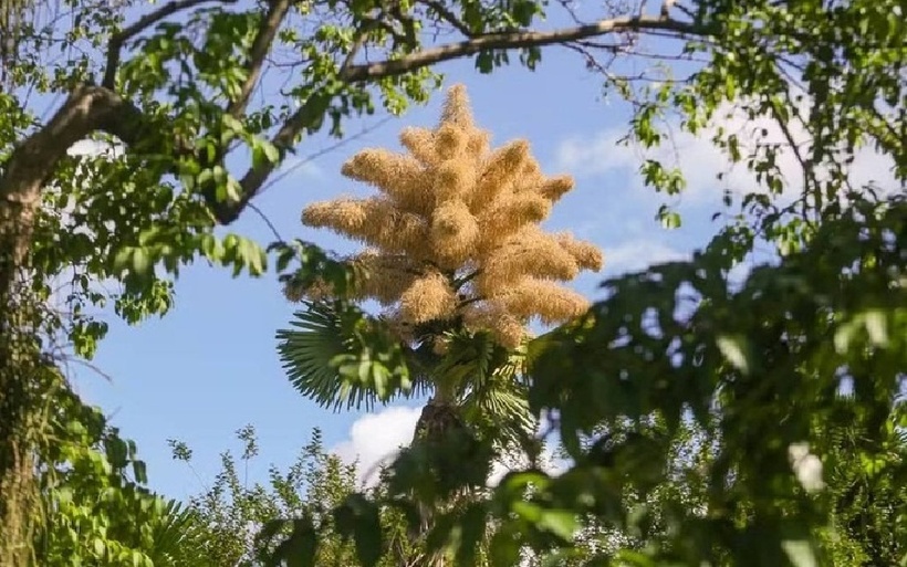 Cây cọ Talipot cao hơn 20m chỉ nở hoa một lần duy nhất sau 30 - 80 năm sinh trưởng. Ảnh: Tạp chí Thanh niên Việt.