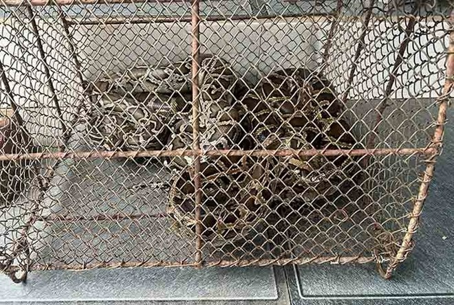 2 cá thể trăn đất là động vật quý hiếm mà ông Thuyết giao nộp để thả về tự nhiên. (Ảnh: Lao động)