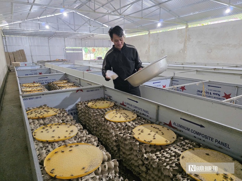 Ông Lương Văn Nam - Chủ tịch Hội Nông dân xã Mường Quàng cho biết, mô hình nuôi dế của anh Văn phù hợp với điều kiện khí hậu của địa phương và mang lại kinh tế cao. Mô hình kinh tế này dễ làm, không tốn nhiều diện tích và chi phí. Hiện địa phương, đang khuyến khích bà con học tập mở rộng mô hình này.