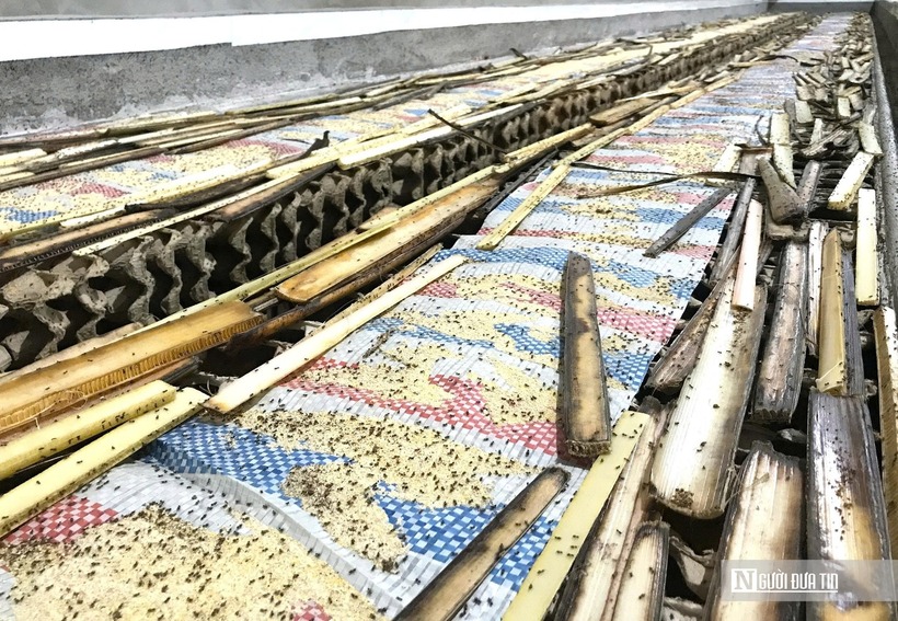 Cuộc sống ở xã miền núi Mường Quàng khá phù hợp với tính cách của người đàn ông này. “Tôi thích sống ở đây bởi không khí trong lành, mát mẻ. Để cải thiện cuộc sống cho gia đình tôi quyết định tìm mô hình chăn nuôi phù hợp với nguồn thức ăn sẵn có trong tự nhiên nơi đây. Sau thời gian dài khảo sát, tôi nhận thấy mô hình nuôi dế phù hợp với khí hậu và nguồn thức ăn có sẵn. Điều đặc biệt, dế là món đặc sản đang được thị trường rất ưa chuộng. Nhận thấy đầu ra ổn định, tôi bàn với vợ quyết định thử nuôi loài vật tí hon này”, anh Công chia sẻ.