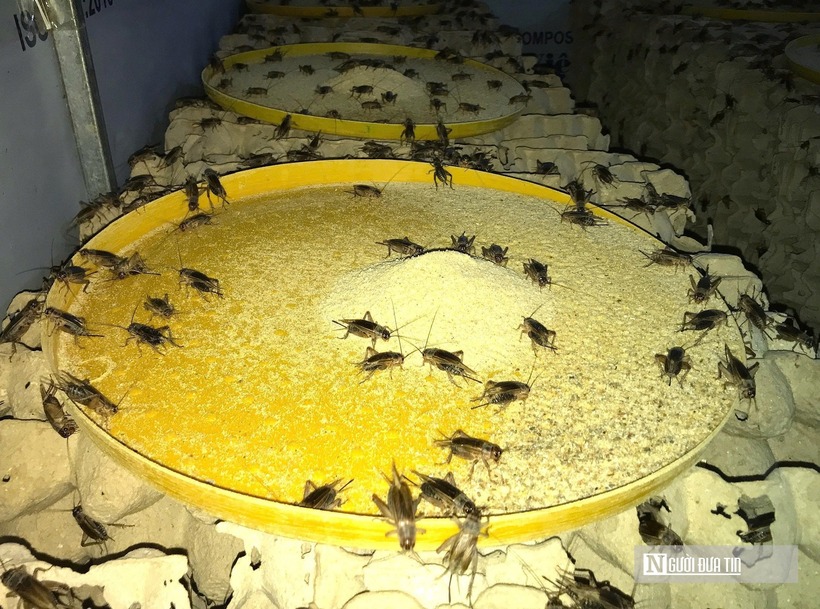 Nuôi loài "thích phiêu lưu" 30 ngày đã thu hoạch, chàng rể Nghệ An kiếm trăm triệu mỗi năm - 5