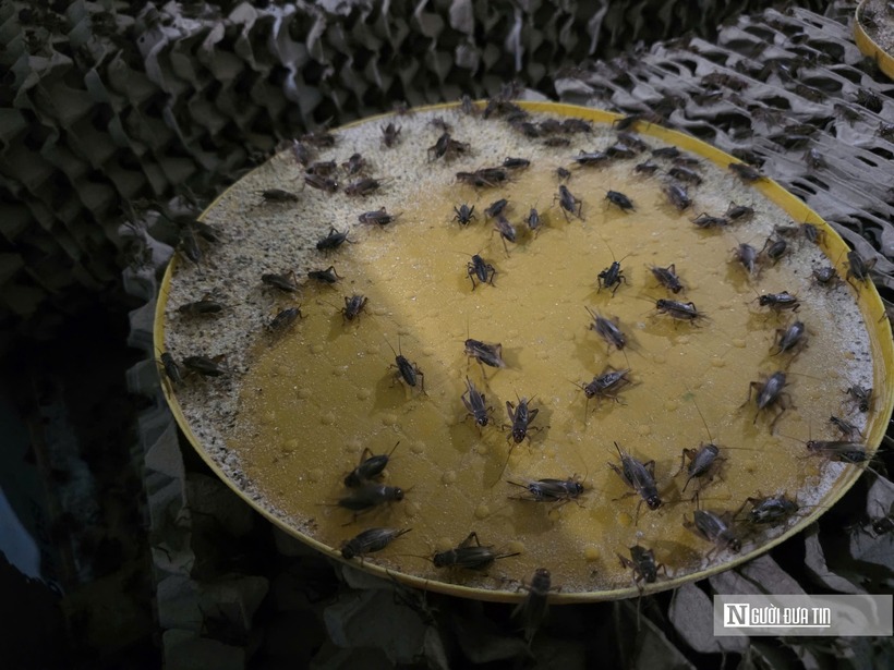 “Trứng dế để khoảng 15 ngày là có thể nở ra dế con. Sau khoảng 30 ngày nuôi thì dế có thể xuất bán dần. Nhiều người mua dế nhỏ để làm thức ăn cho chim, cá,…Khi dế lớn hơn thu hoạch cấp đông rồi bán cho các nhà hàng làm món đặc sản”, anh Văn cho biết thêm.