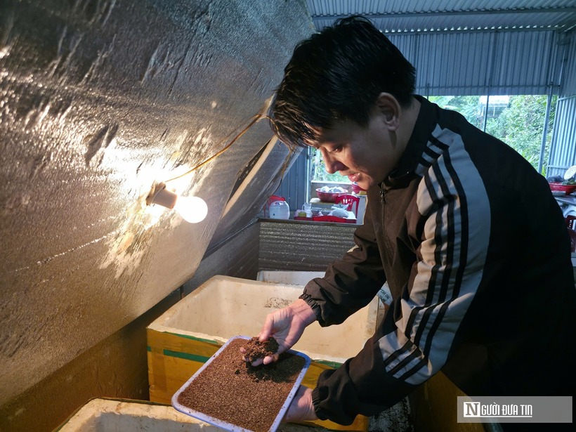 Dế là loài động vật có vòng đời ngắn, nên cần phải thu hoạch, bán trước khi con dế chết già. Tuổi thọ trung bình của một con dế thường là trong vòng 70 - 90 ngày.