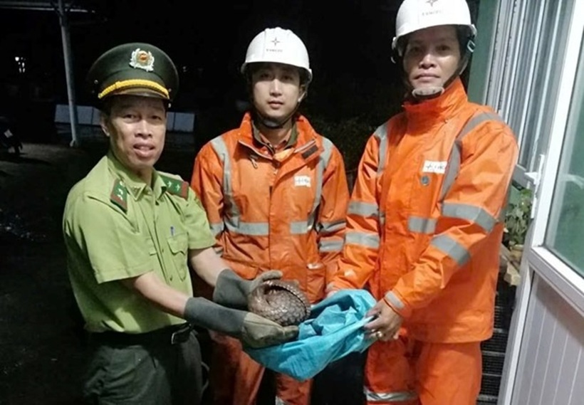 Kiểm lâm tiếp nhận cá thể tê tê quý hiếm. Ảnh: Lao động