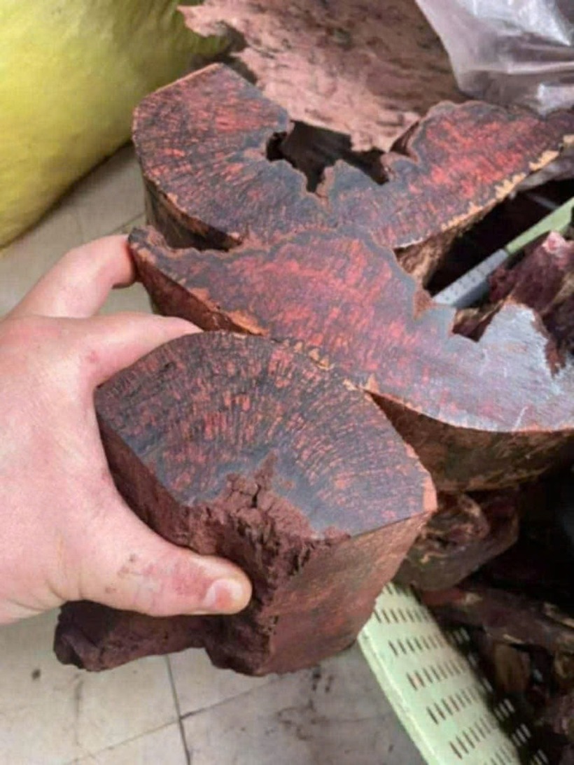 Những khúc gỗ mán đỉa được người dân lấy từ rừng về bán cho thương lái. Ảnh: Vietnamnet