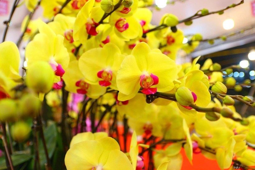 Chỉ cần cắt tỉa hợp lý, kiểm soát nước, bổ sung dinh dưỡng vừa phải và đặt cây ở môi trường phù hợp, bạn hoàn toàn có thể giúp lan hồ điệp hồi sức, phát triển bền vững và tiếp tục nở hoa rực rỡ trong những mùa sau, thay vì chỉ chơi lan trong một dịp Tết duy nhất. (Ảnh: Công lý)