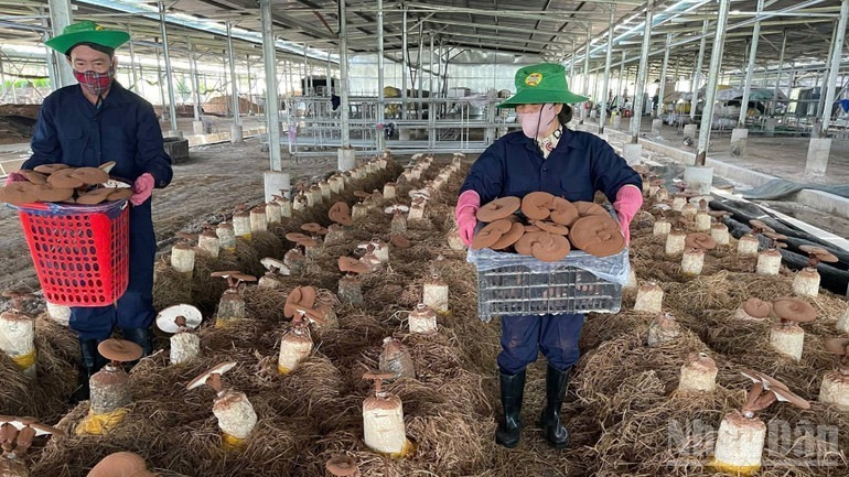 Nhân công thu hoạch nấm sạch tại trại nấm. Ảnh: Nhân dân