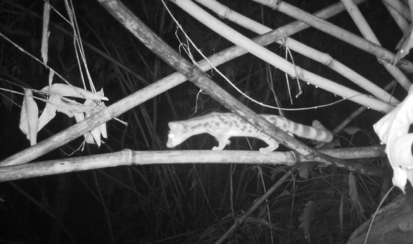 Cầy Gấm (Prionodon pardicolor) thuộc nhóm IB.