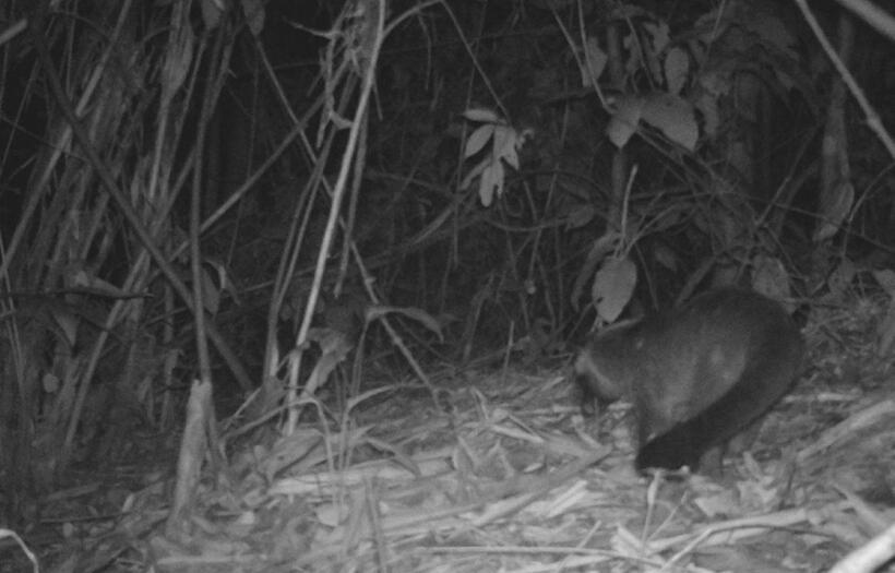 Cầy vòi mốc (Paguma larvata); Nhóm IIB. Ảnh: KBT Pù Hu