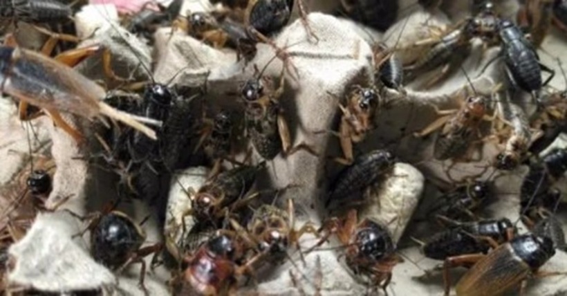 Giống dế mà Du Hào lựa chọn để nuôi là dế mèn.