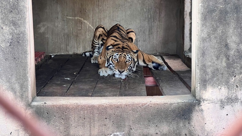 Phát hiện nhiều động vật nguy cấp, quý hiếm tại một cơ sở ở TP.HCM - 2