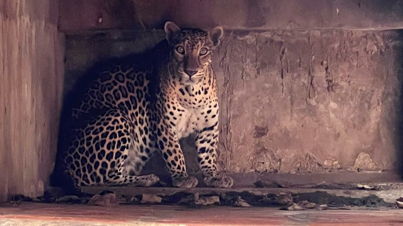 Phát hiện nhiều động vật nguy cấp, quý hiếm tại một cơ sở ở TP.HCM - 1