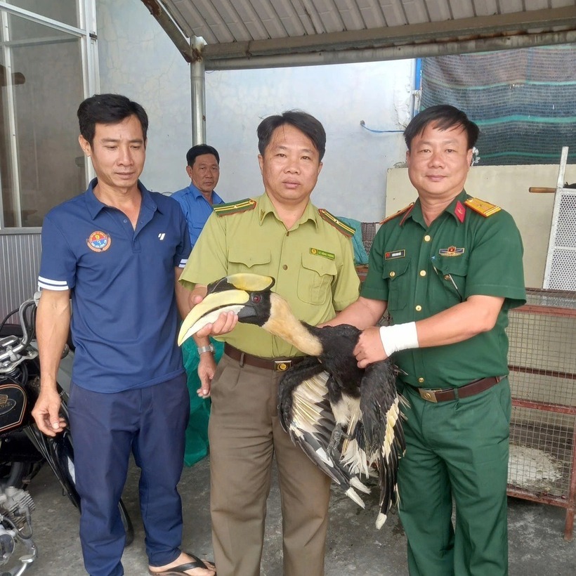 Cá thể chim hồng hoàng được bàn giao. Ảnh: Dân Trí