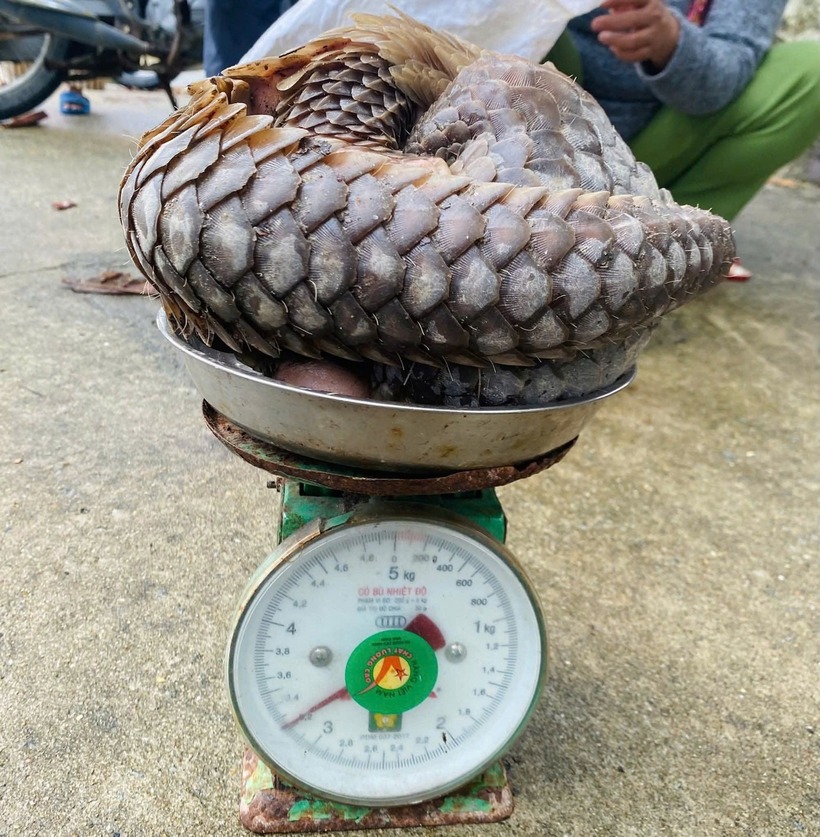 Người dân giao nộp cá thể tê tê quý hiếm cho lực lượng chức năng triển khai biện pháp cứu hộ, thả về tự nhiên. (Ảnh: BQL Khu bảo tồn thiên nhiên Cù Lao Chàm)