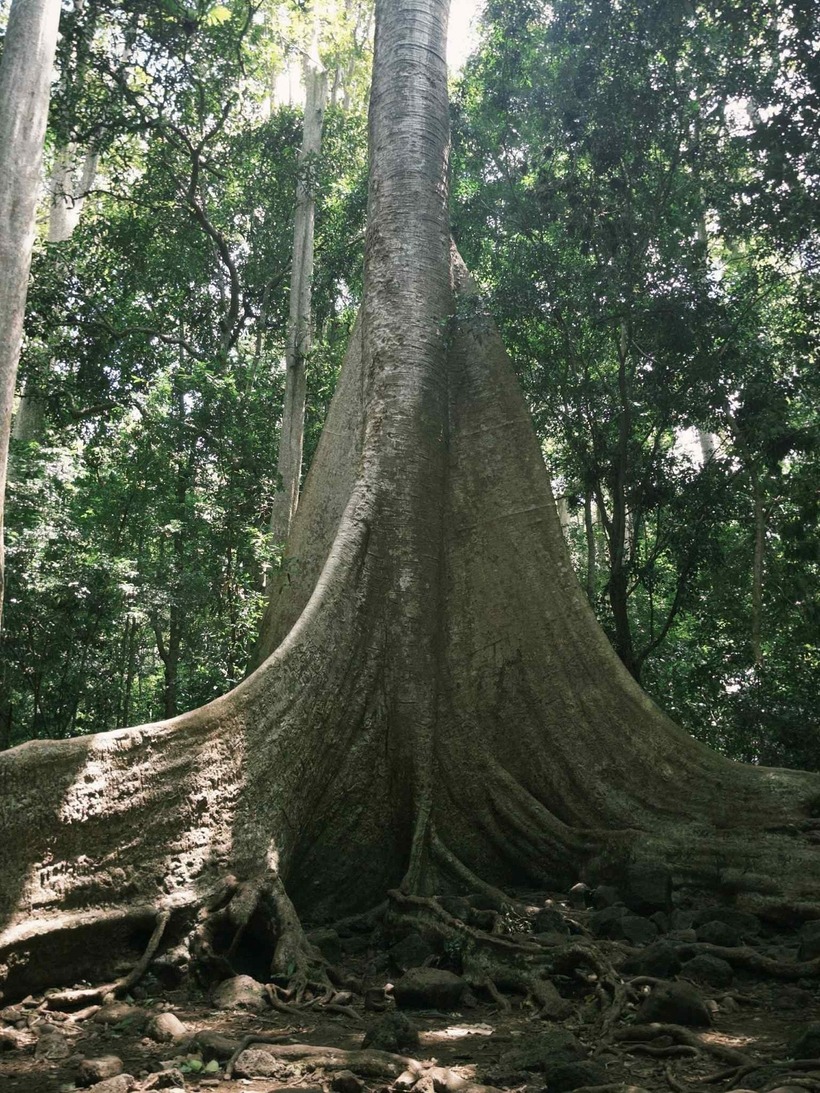 Giữa lòng rừng già, cây Tung cổ thụ hàng trăm năm tuổi được xem là “linh hồn của đại ngàn”. Ảnh minh họa.