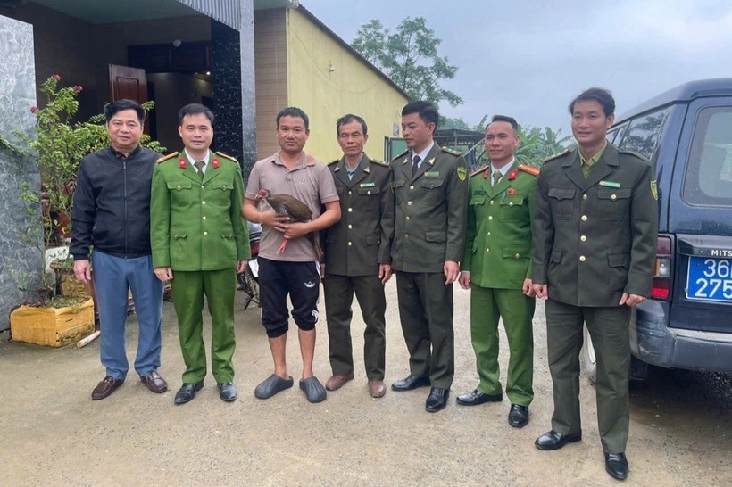 Người dân tự nguyện giao nộp gà lôi trắng quý hiếm cho cơ quan chức năng. Ảnh: Lao động