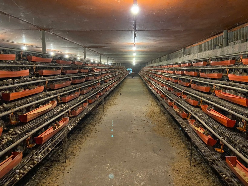 Qua tìm hiểu, Nguyễn Quang Linh nhận thấy mô hình nuôi chim cút phù hợp với điều kiện kinh tế gia đình và nhu cầu thị trường.