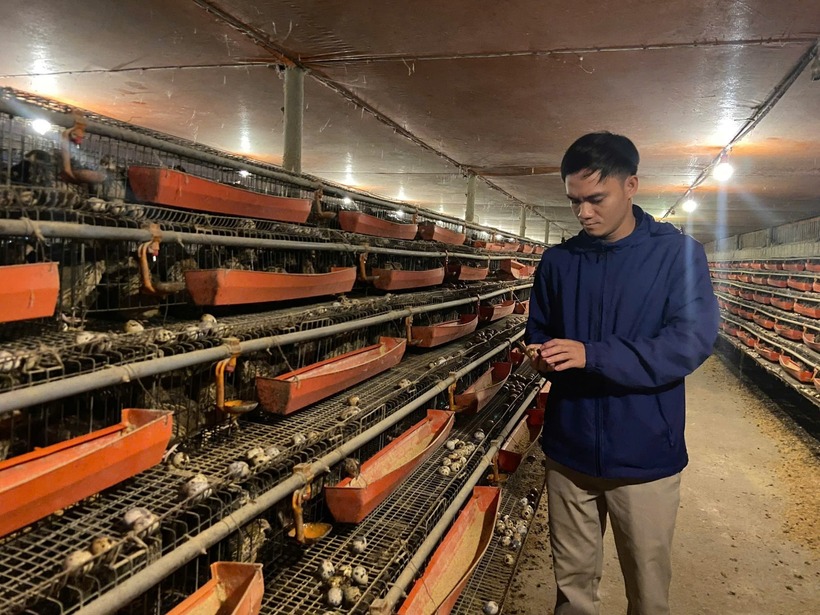 Từ chăn nuôi nhỏ lẻ ban đầu, đến nay anh Linh đã phát triển trang trại lên quy mô gần 15.000 con chim cút.