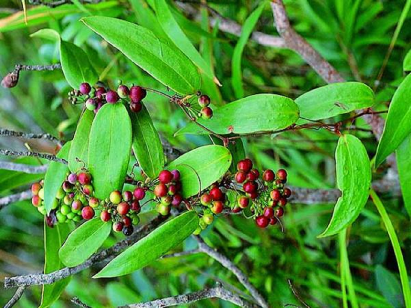 Thổ phục linh giúp thanh lọc – giảm viêm, hỗ trợ chức năng gan thận ở người lupus ban đỏ