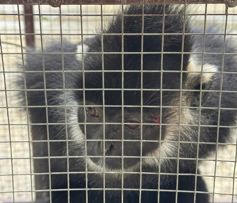 Cá thể Voọc đen Hà Tĩnh bị người dân bắt và giao nộp cho công an. Ảnh: PLO.