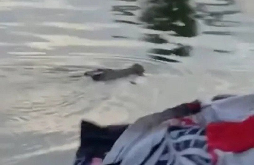 Cá sấu tấn công bé trai. Ảnh: ViralPress