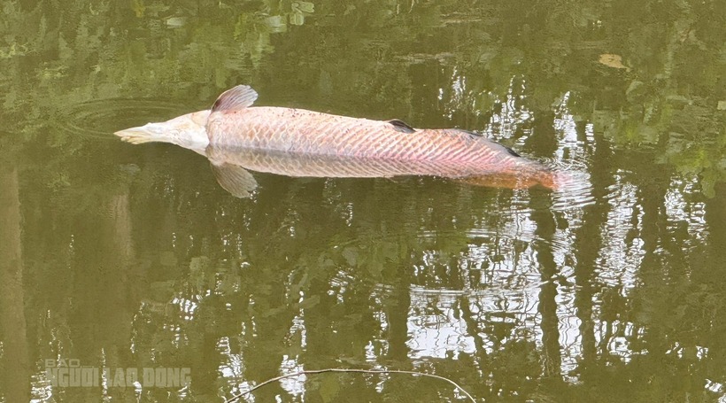 Con cá còn lại nổi trên mặt hồ, được cho là đã chết 1-2 ngày trước, có mùi hôi và ruồi nhặng bâu quanh. Ảnh: Báo Người lao động.