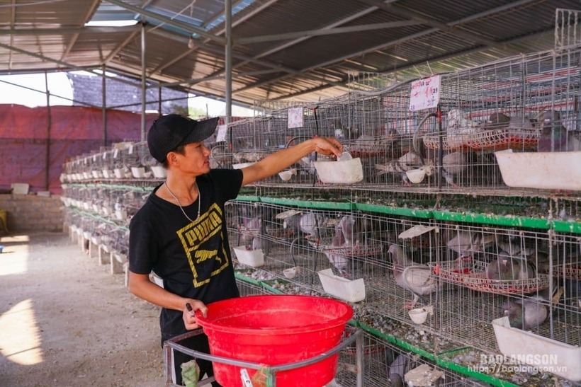 Anh Trương Đình Tuấn thành công với mô hình nuôi chim bồ câu Pháp. Ảnh: Báo Lạng Sơn