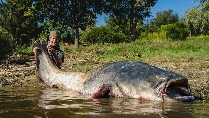 Con cá trê "khủng" dài 2,64 mét. Ảnh: Người đưa tin.