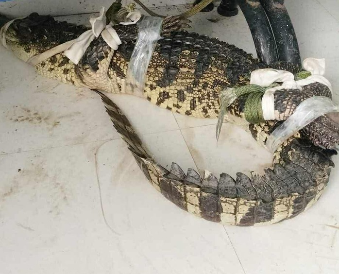 Con cá sấu được người dân trói lại sau khi vây bắt thành công. Ảnh: Người dân cung cấp/NLĐ