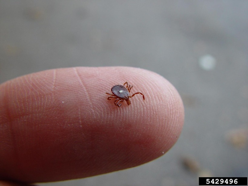Loài bọ ngôi sao cô đơn, hay còn gọi là Lone Star tick (tên khoa học Amblyomma americanum). Ảnh: Tri thức Cuộc sống.