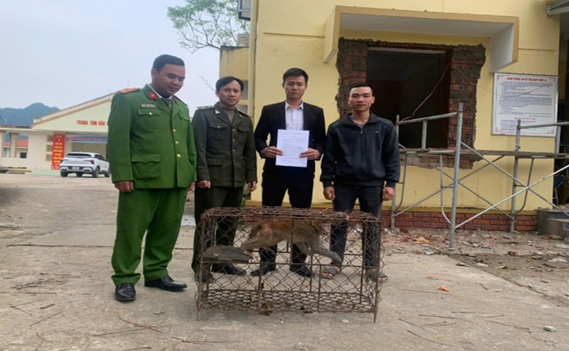 Lực lượng chức năng tiếp nhận cá thể khỉ vàng quý hiếm. (Ảnh: Công an tỉnh Quảng Trị)