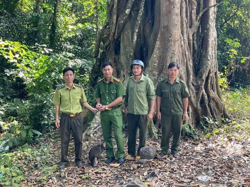 Lực lượng phối hợp thả cá thể khỉ cộc về rừng. (Ảnh: Công an tỉnh Đồng Nai)