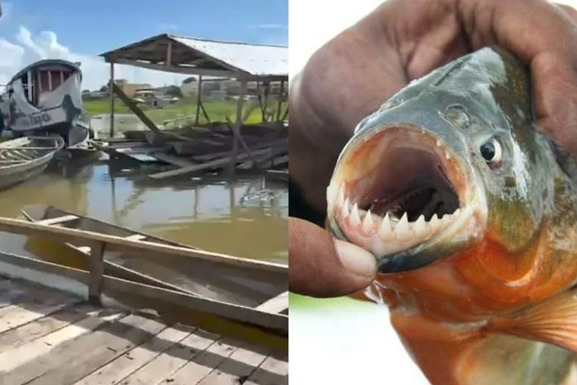 Nhờ sở hữu bộ hàm sắc nhọn có thể xé thịt con mồi chớp nhoáng, nên piranha còn có tên gọi khác là "cá răng đao" hay "cá ăn thịt". Ảnh:  Mirror/ News.