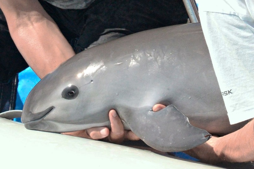 Vaquita có biệt danh "Gấu trúc của đại dương" với những vòng đen đặc trưng quanh mắt.