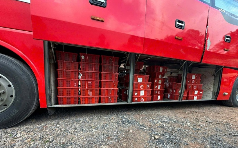 676 con rắn hổ mang với tổng trọng lượng gần 1 tấn nằm trong gầm xe khách lúc công an phát hiện. (Ảnh: Dân Việt)