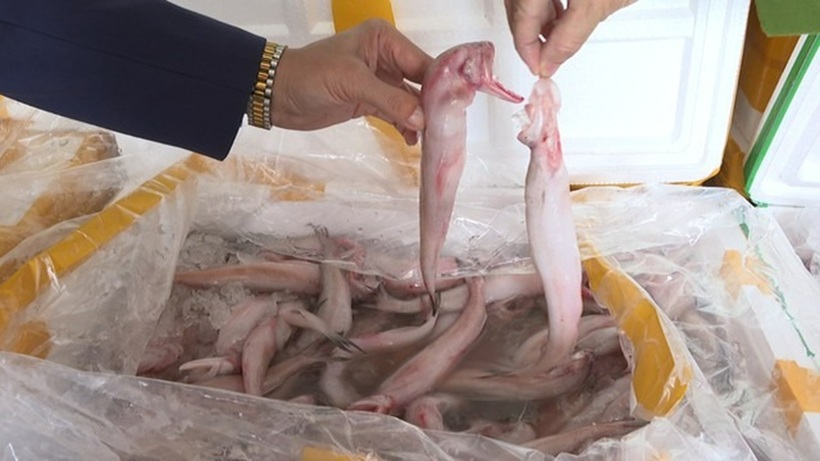 Cá khoai "ngậm" formol cực độc. Ảnh: Thanh Niên