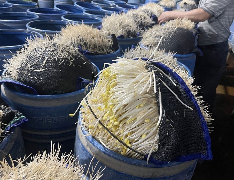 Các đối tượng sử dụng hoá chất để giá đỗ đẹp, không ra rễ, sản lượng thu hoạch cao. Ảnh: Công an tỉnh Lào Cai