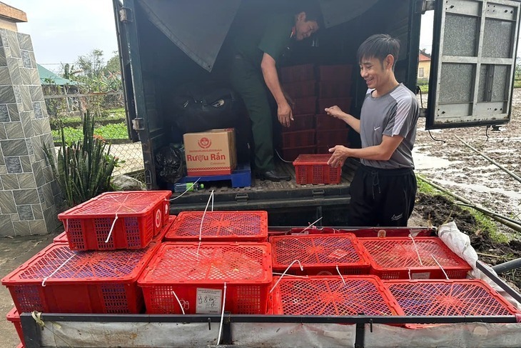 Vụ phát hiện 676 con rắn hổ mang, nặng gần 1.000 kg trên xe khách: Bàn giao các cá thể rắn cho Trại rắn Đồng Tâm - 1